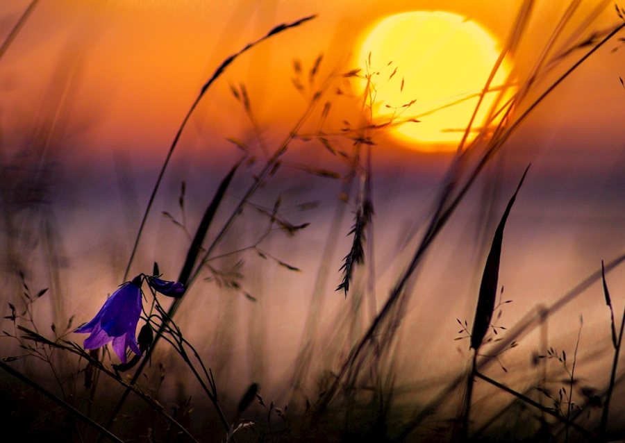 Bluebell auringonlaskun aikaan