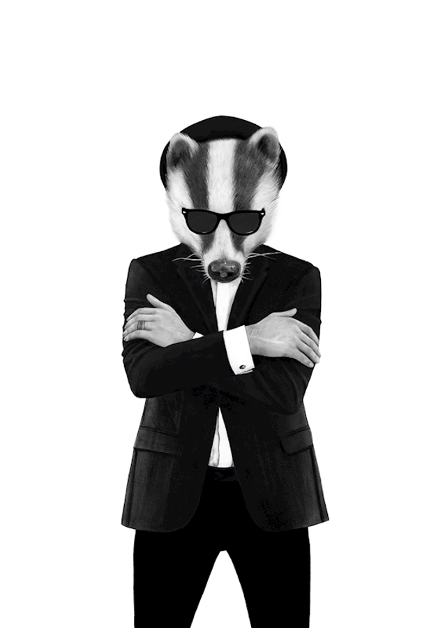 Blues badger