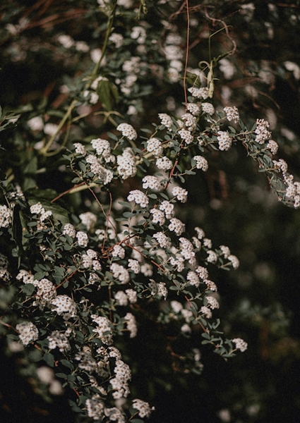 Poster: Wildflowers - Virág Mészáros