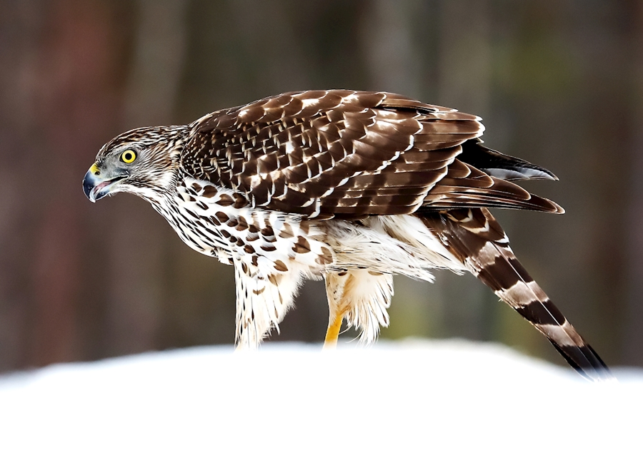 Jestřáb lesní (mladá samice)