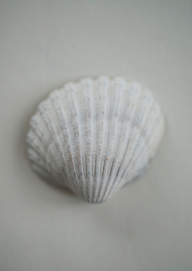 Seashell