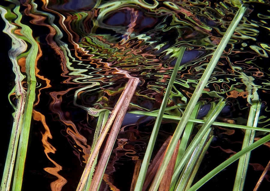 Odraz - zasít do rákosí