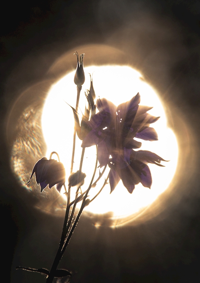 Summer evening