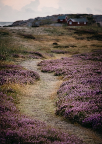 Poster: Beach path - Erik Lindblad