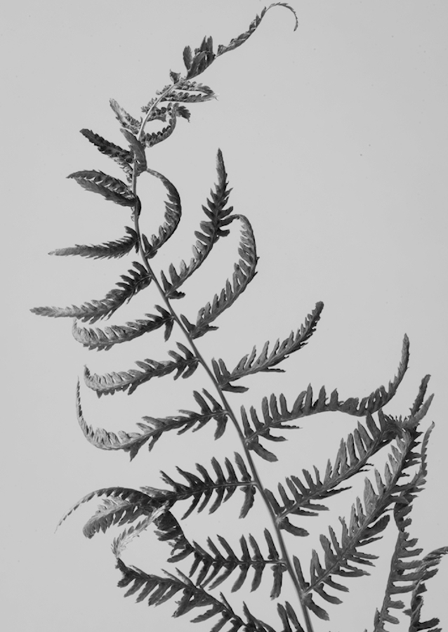 Dancing fern