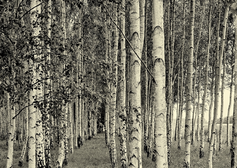 Birch trees