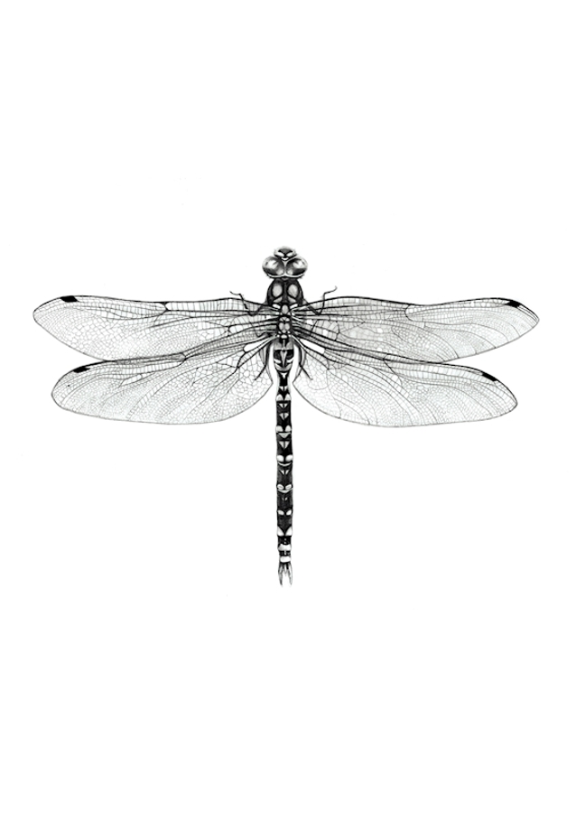 Libelle