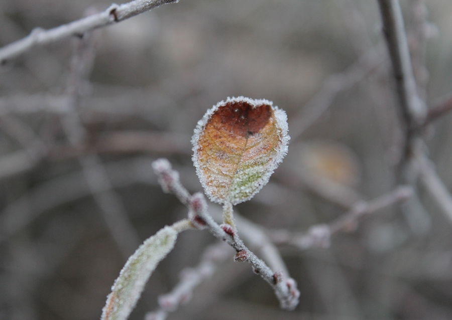Frosty Leaf  