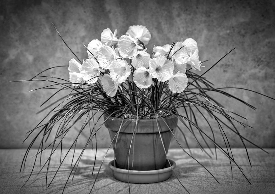 Narcissus bulbocodium