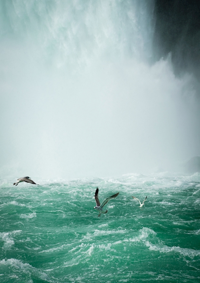 Birds over Niagarafalls