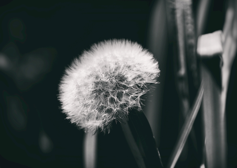 Dandelion