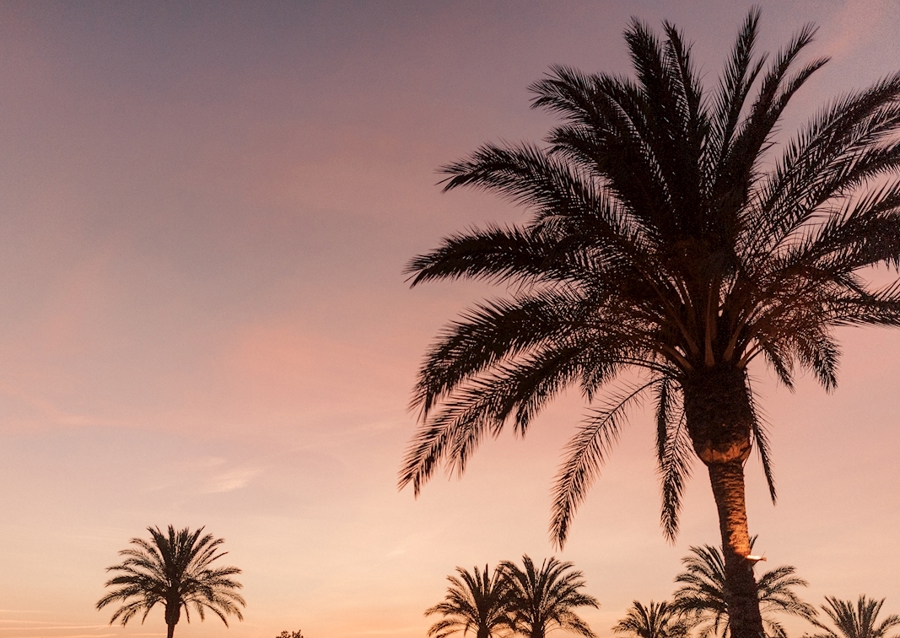 Palmtree podczas różowego zachodu słońca