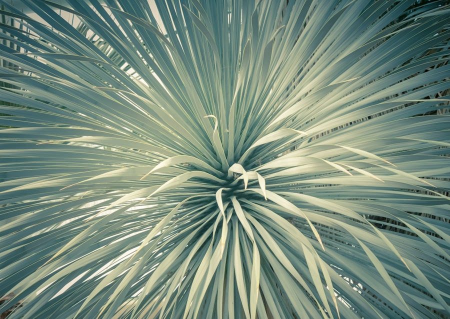 Feuerwerk der Blätter