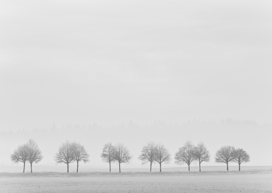 Bäume im Nebel