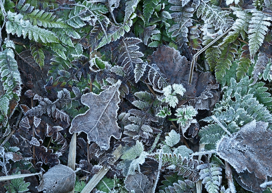 Frosty leafs