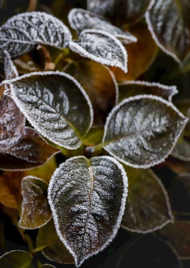 Frosty Flower Collection 2
