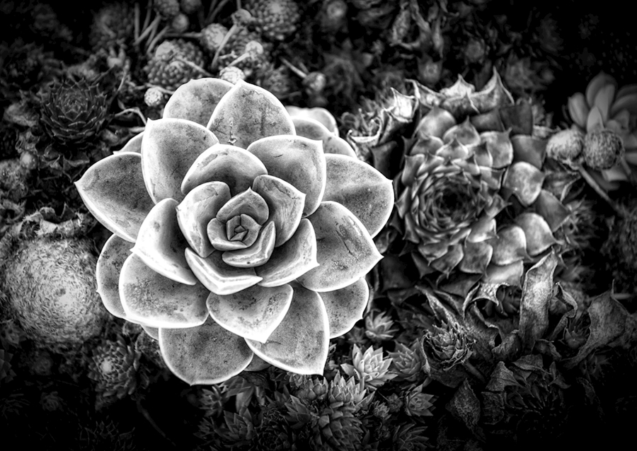 Succulent Flowerbed