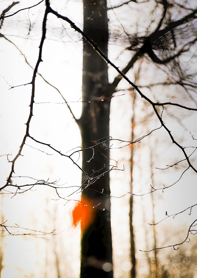 Orange ist das neue Schwarz 1