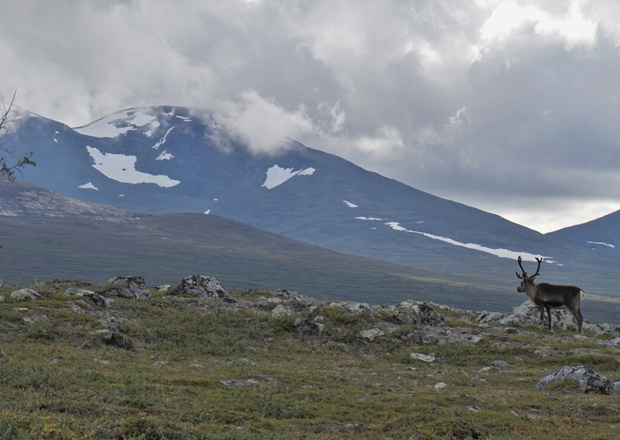 Ren i Abisko