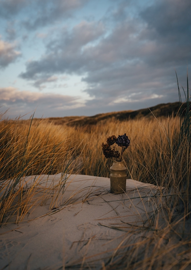 Morning Light in the Dunes