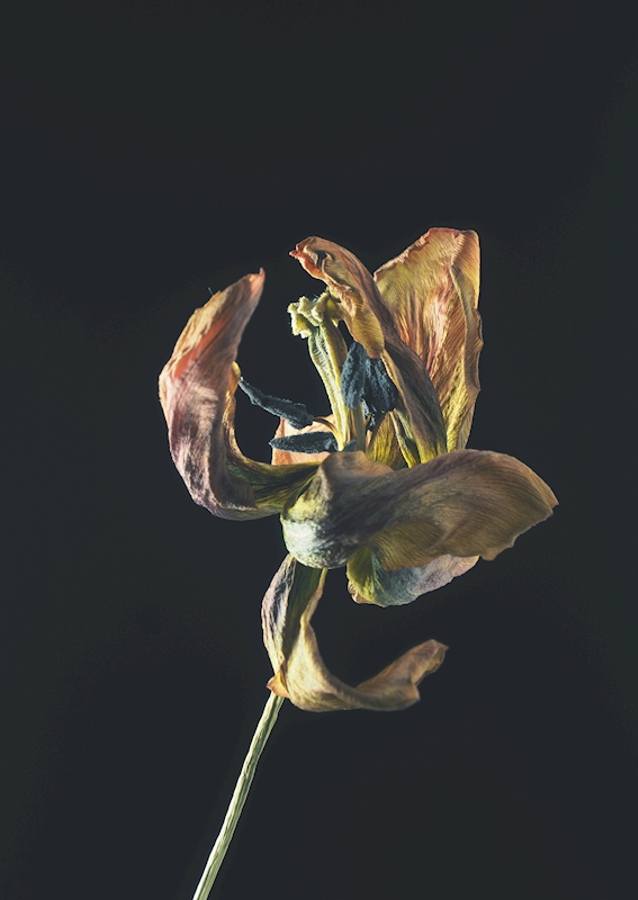 Dried tulip II