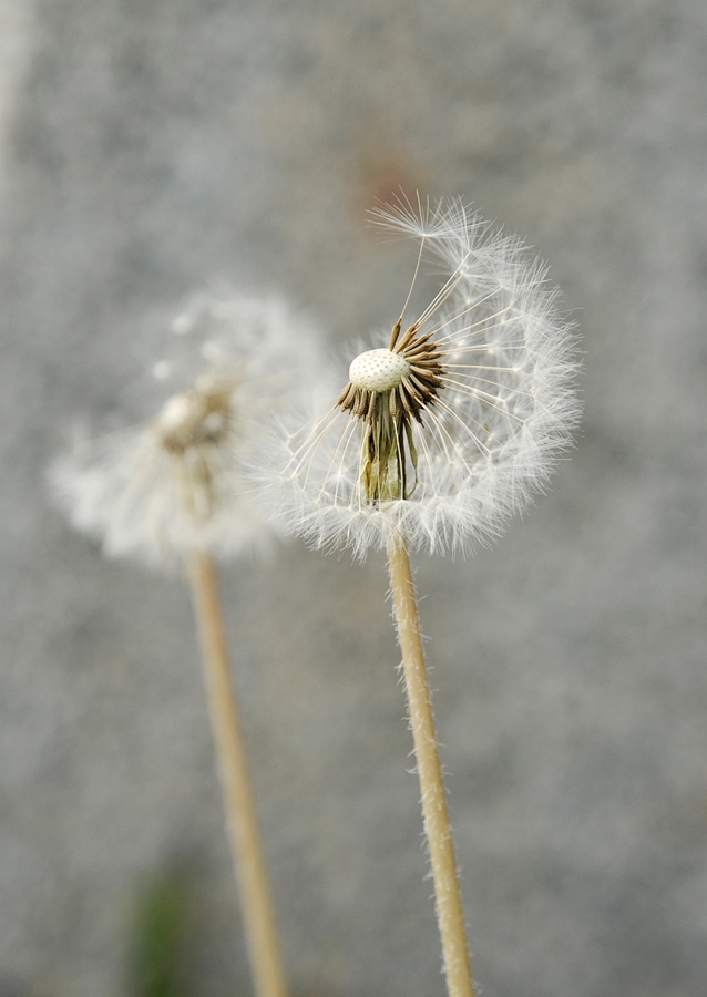 Dandelion