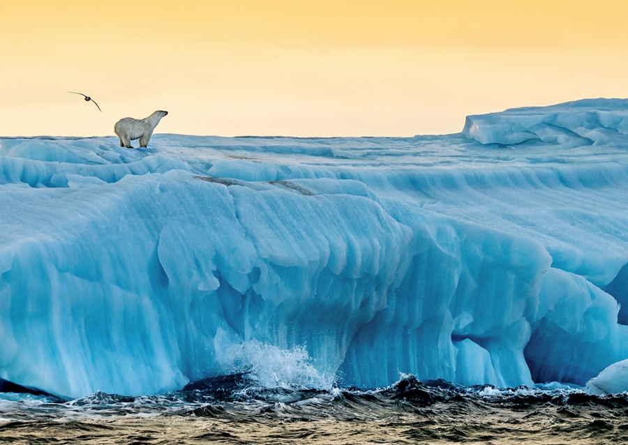 Lední medvěd ráno