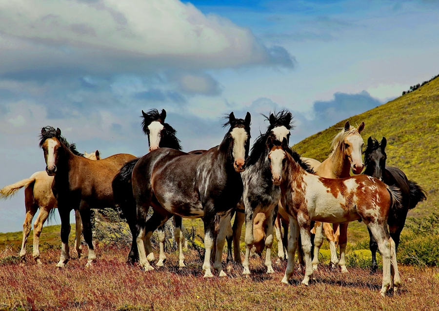 Horses in Patagonia 1