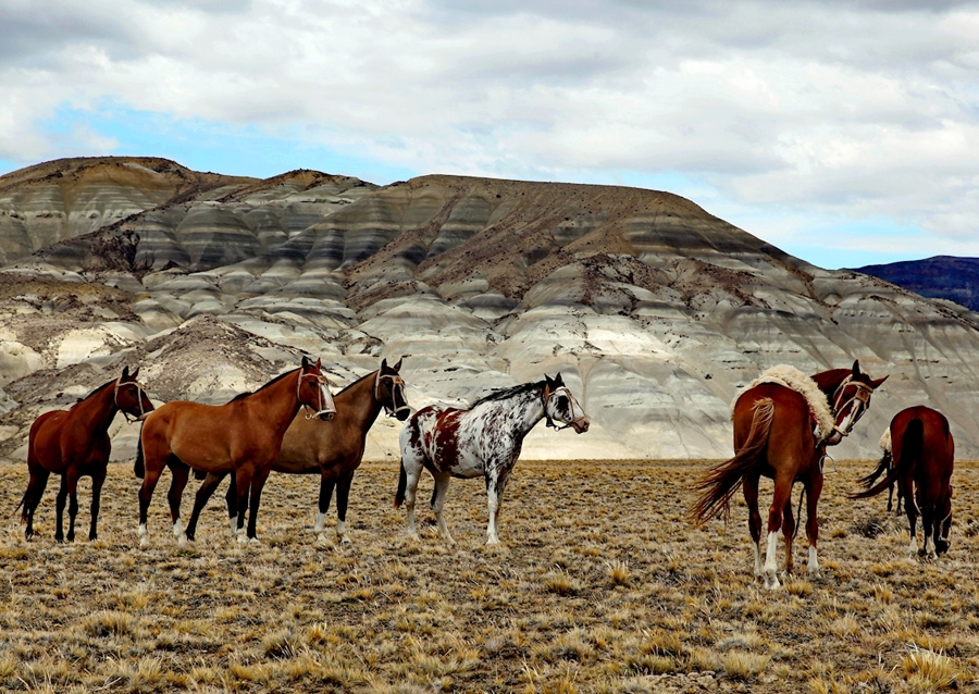 Pferde in Patagonien 2