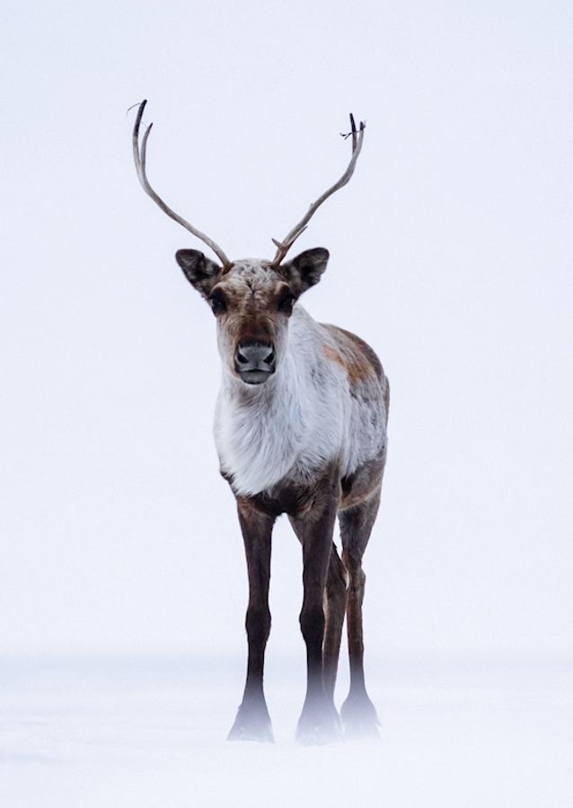 Rudolph