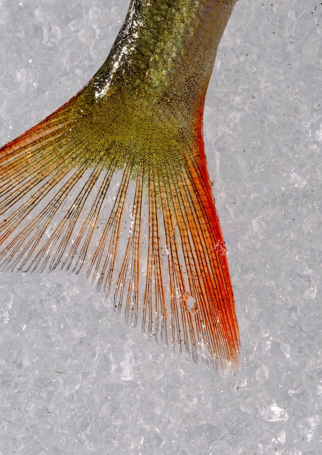 The perch