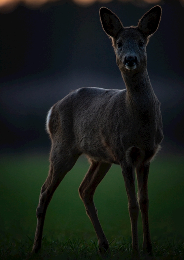 young roedeer