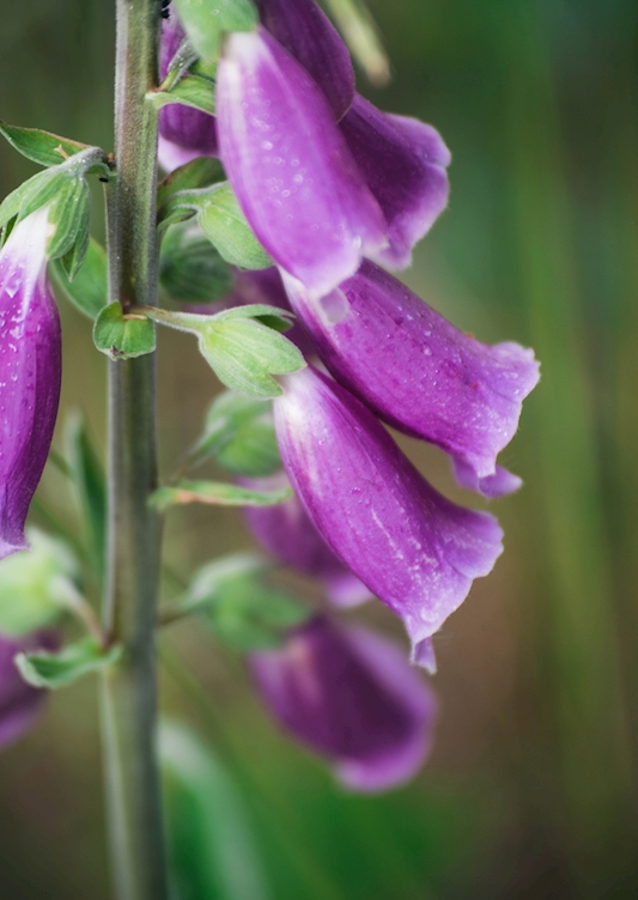 Foxglove