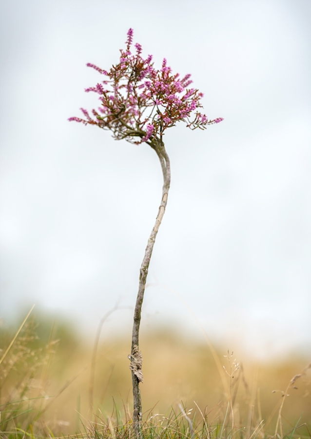 Malý vřes sám na blatech