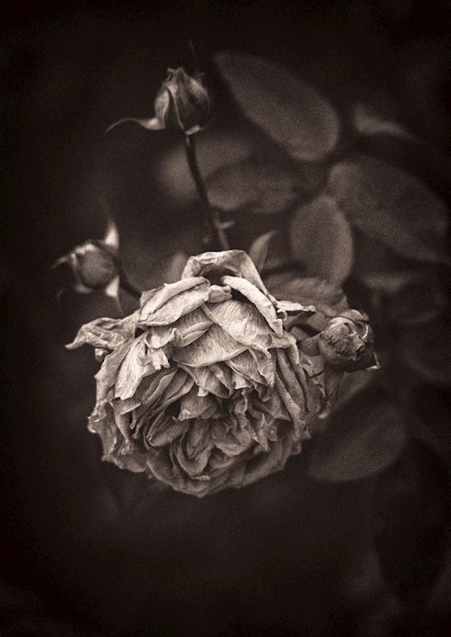 Tørket rose i hagen