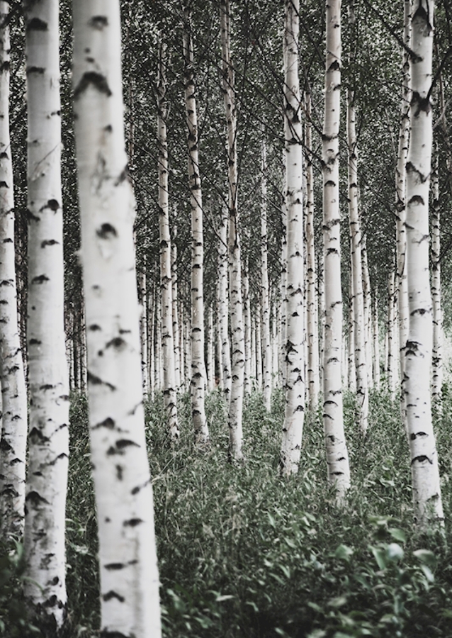 BIRCH TREES