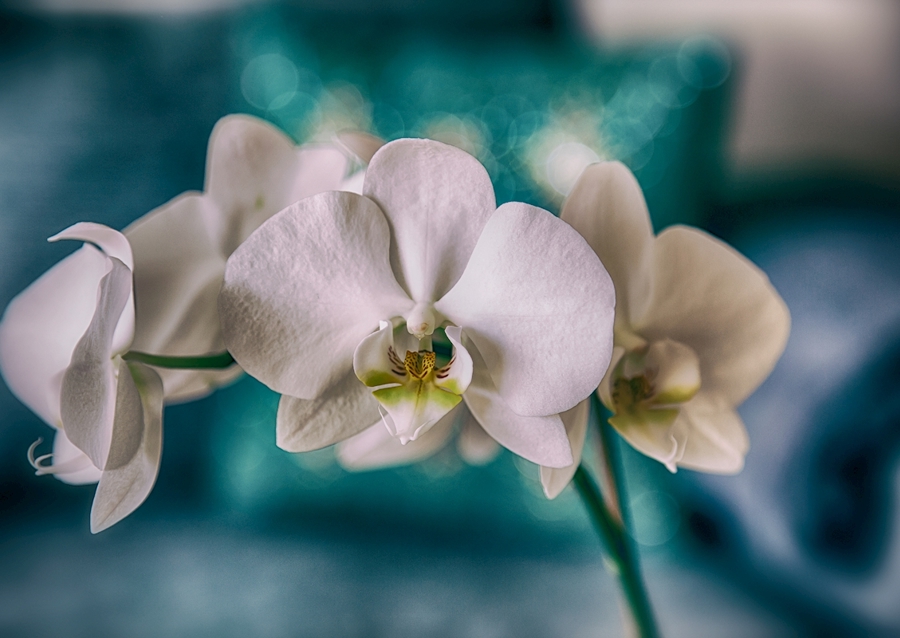 Phalaenopsis Brudorkidé