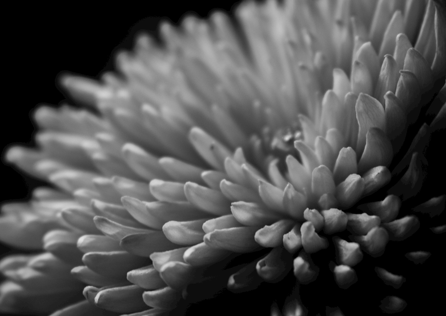 Sort og hvid blomst tæt på