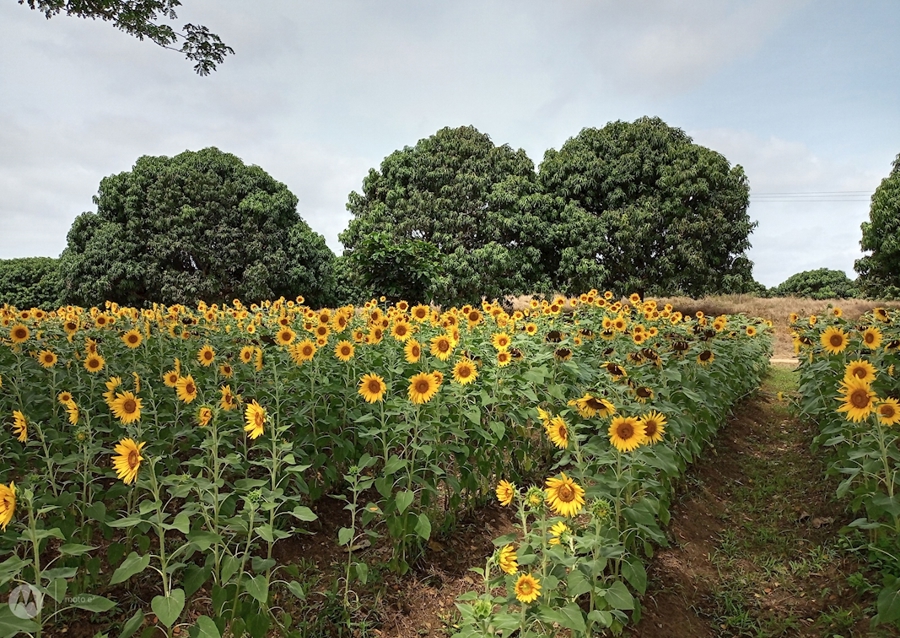 Kvetoucí slunečnice.