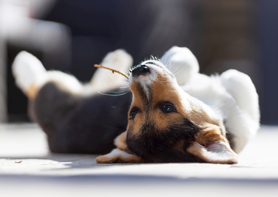 Relaxing Welsh Corgi Pembroke