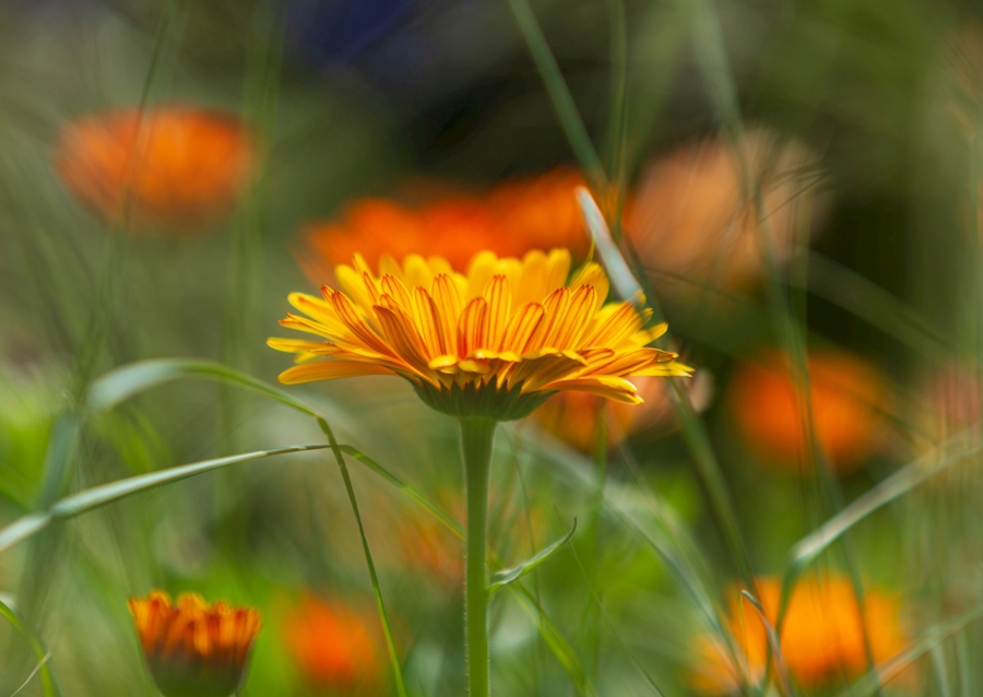 V plném rozsahu blom