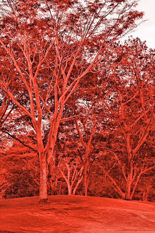 Cervene Stromy (Autumn Gold, barva často, červené zbarvení, Javor červený) Cervene Stromy