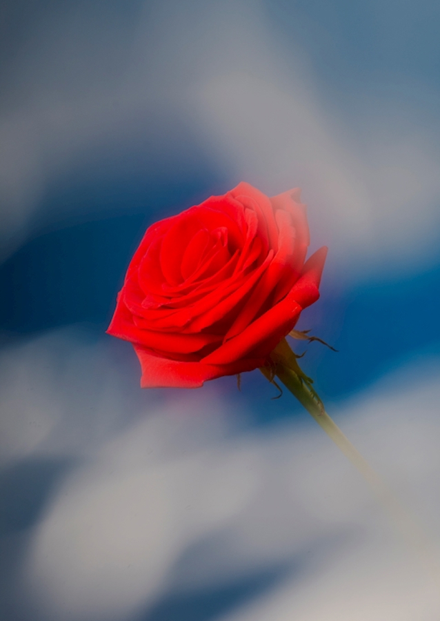 Red rose blue background