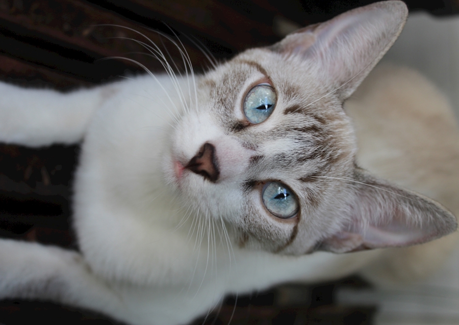 Shimmering Tints of the Soul