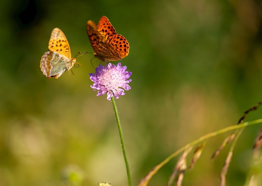 Motýli na letní louce