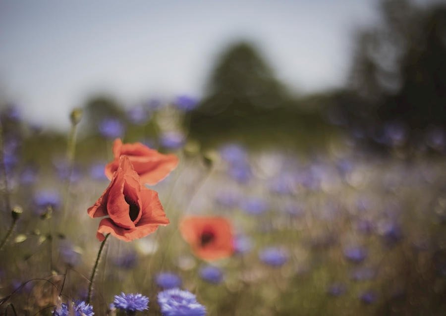 Pipacsok a búzavirág között
