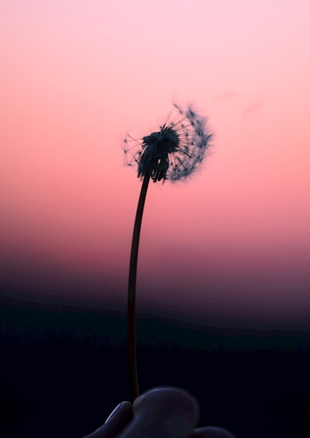 Maskrosboll - Bild 2