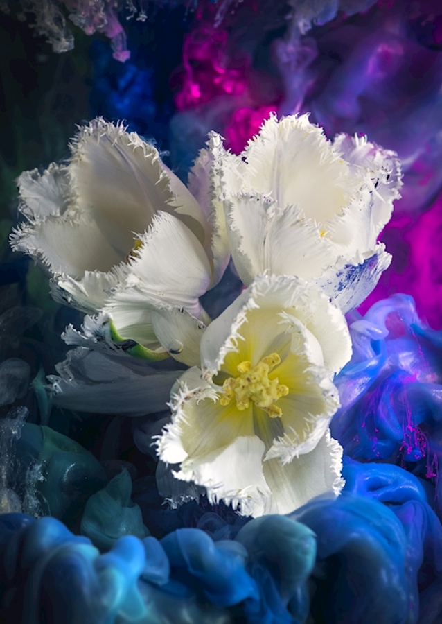 Tulips under Water
