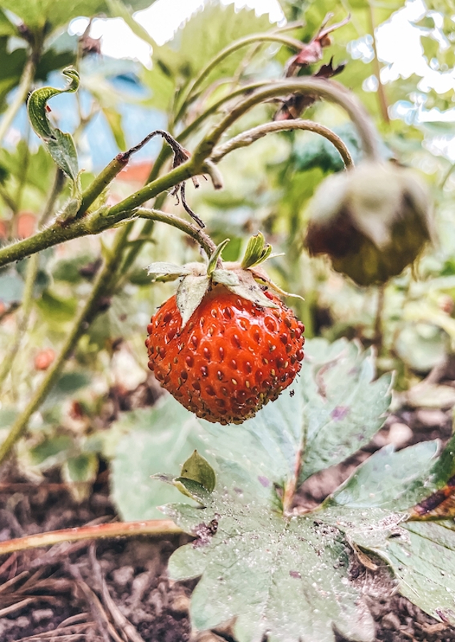 Süße schwedische Erdbeere