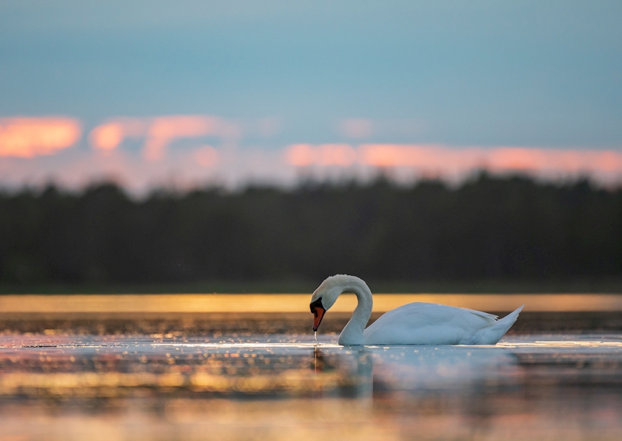 Schwan bei Sonnenuntergang